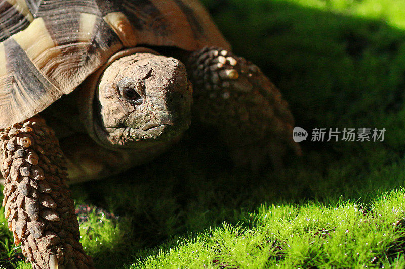 特写图像被捕获的赫尔曼的乌龟(Testudo hermanni)走在户外的苔藓法律在阳光下，健康的乌龟吃，宠物指南和照顾的概念